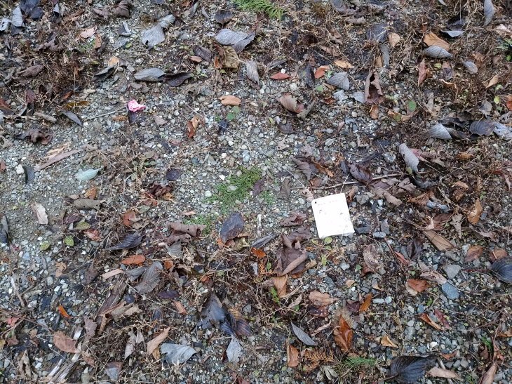 福岡県古賀市立小野小学校からの風船飛ばし愛媛県で見つかる