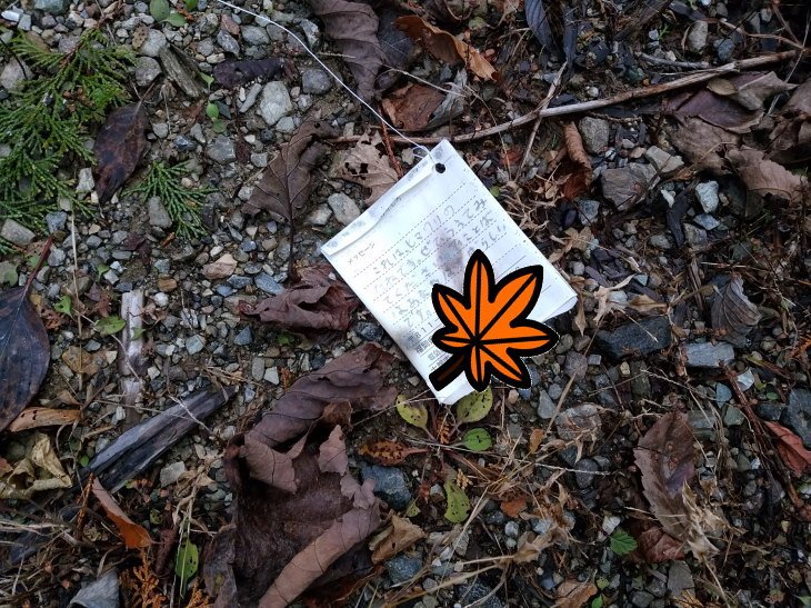 風船飛ばしのメッセージはヒマワリの花言葉