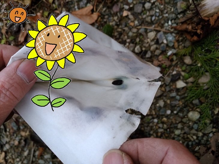 風船飛ばしのヒマワリの種