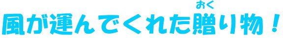 風が運んでくれた贈り物!