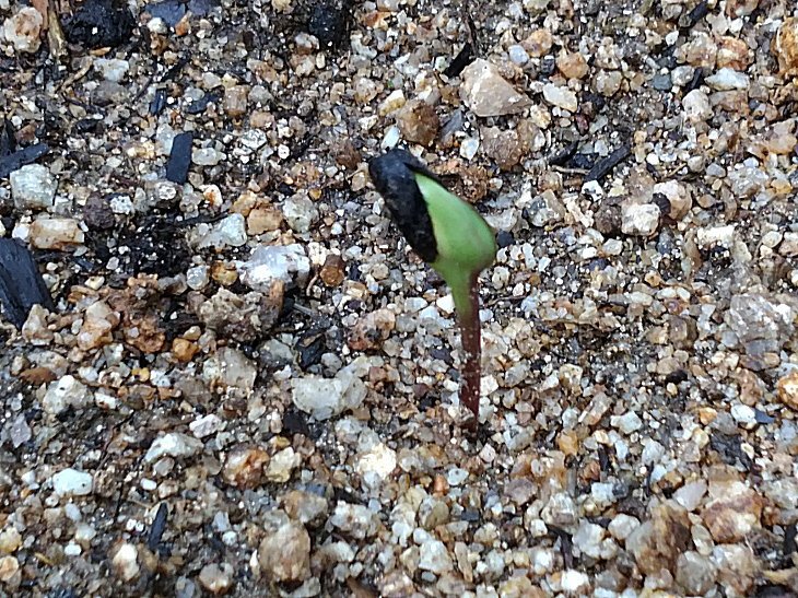 古賀市小野小学校から風船で飛んで来たヒマワリが発芽しました。