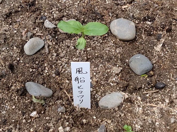 福岡県古賀市小野小学校から飛んできたヒマワリの芽