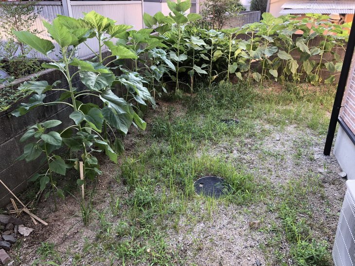 福岡県古賀市小野小学校からの風船ヒマワリ