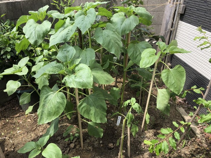 福岡県から愛媛県に風船で飛んできたヒマワリ