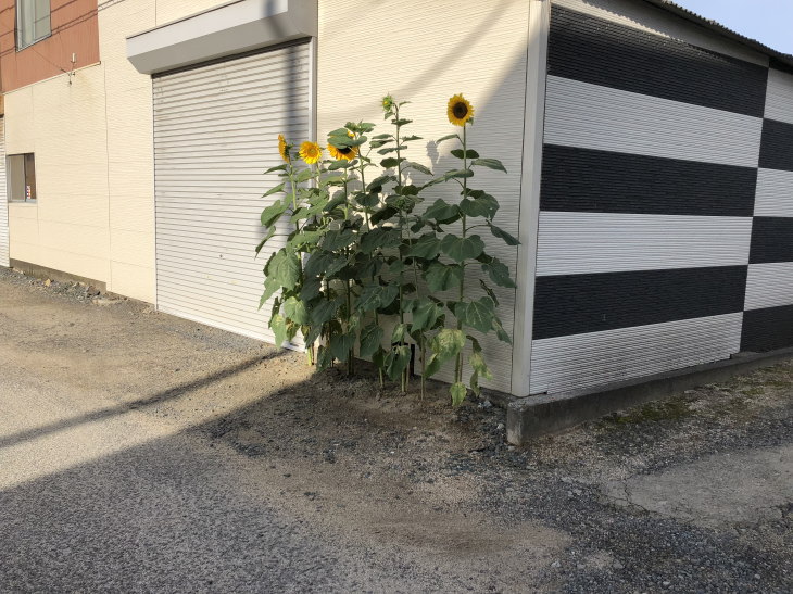 福岡県古賀市小野小学校から届いた人権の花ヒマワリ満開