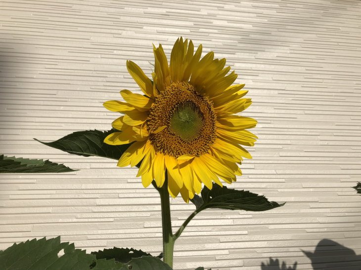 福岡県古賀市立小野小学校から届いたヒマワリの種から開花