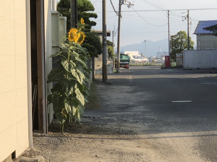 福岡県古賀市立小野小学校から風船で届いたヒマワリと松山空港