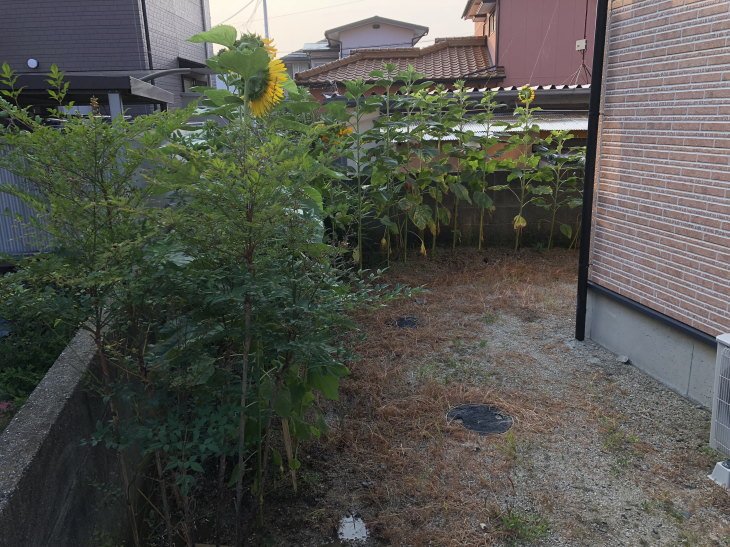 福岡県古賀市立小野小学校から風船ヒマワリ