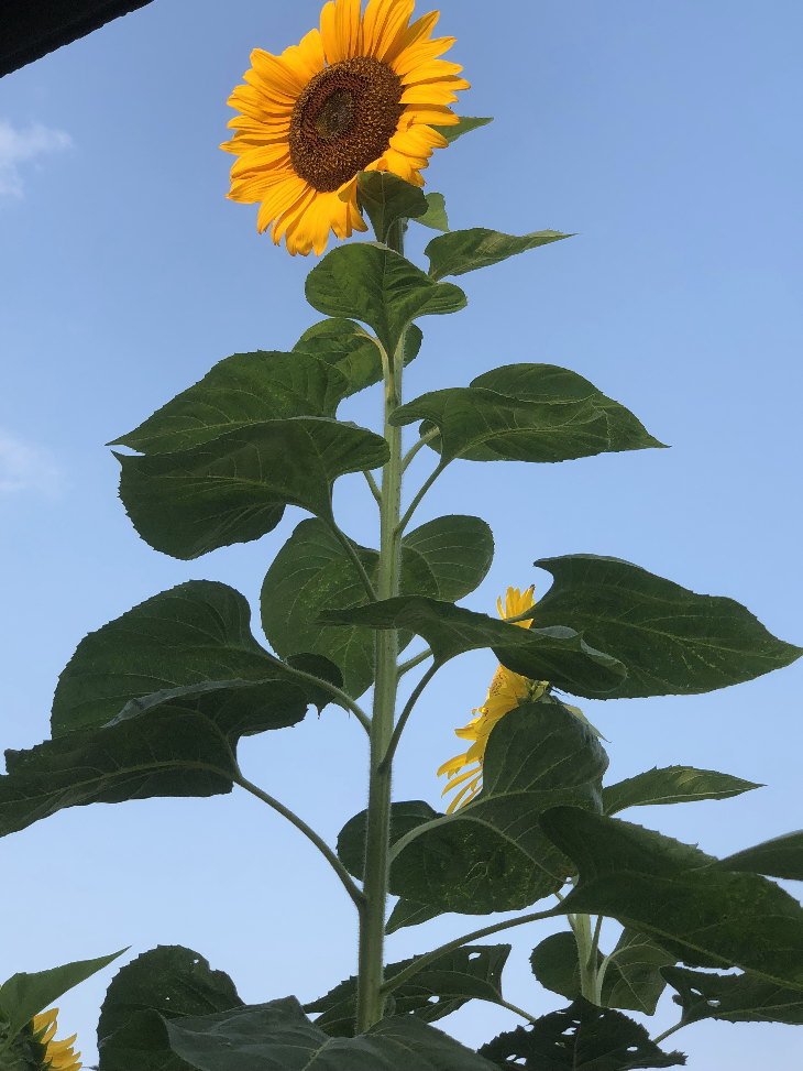 福岡県古賀市立小野小学校から風船で届いたヒマワリの開花