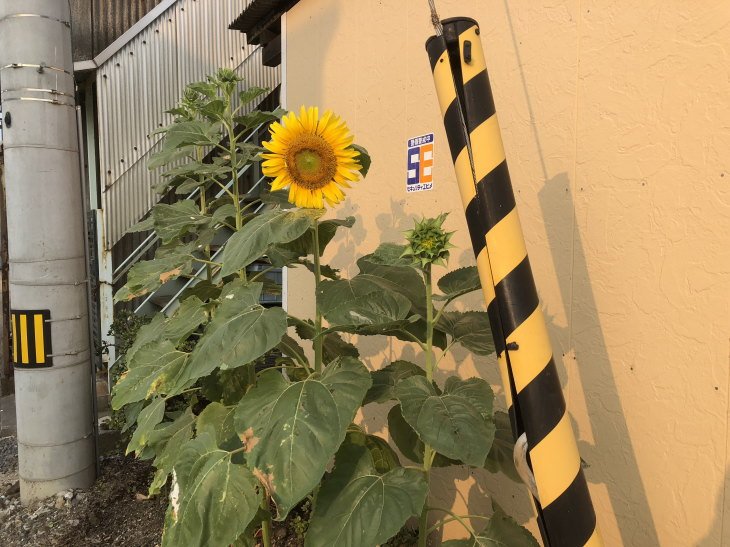 福岡県古賀市立小野小学校から届いたヒマワリが無事開花